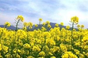 生活微记录 | ae插件合集