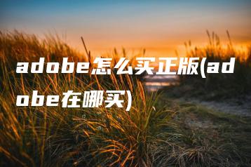 adobe怎么买正版(adobe在哪买) | ae插件合集